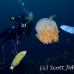 jellyfish_mastigophora_crambione_hd_lan_h_0228_tha5527.jpg